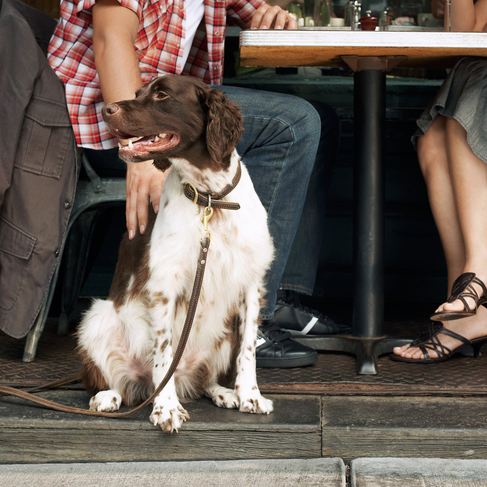 dog-friendly-restaurant-in-heviz dog-friendly-restaurant-in-heviz